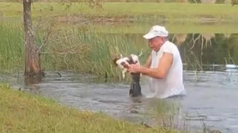Man redt puppy uit bek krokodil